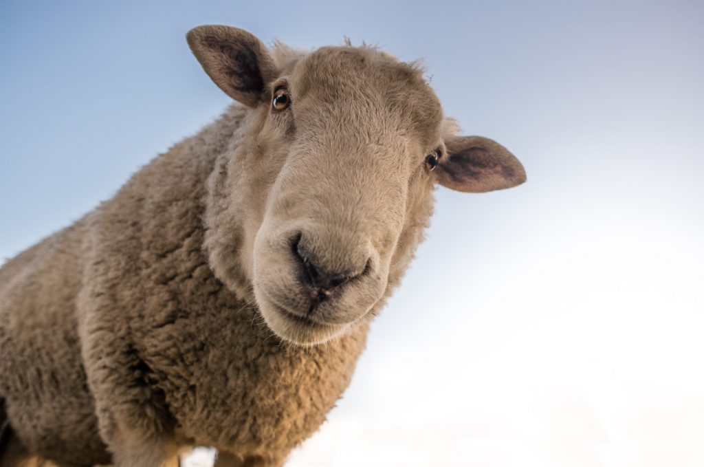 I Am The One - Lost Sheep Parable